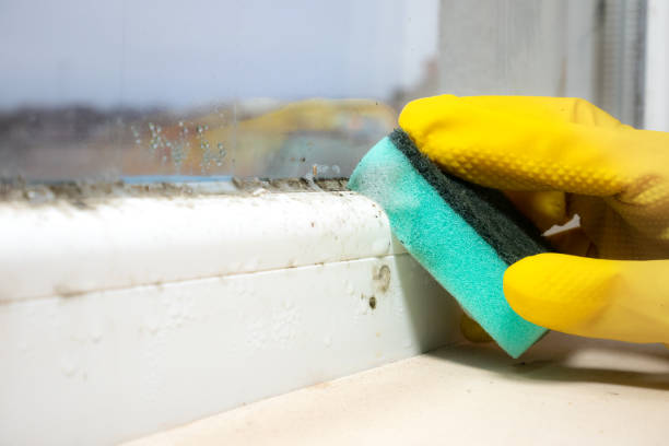 Best Basement Mold Remediation in Swedesboro, NJ
